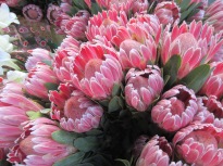 Protea - South Africa's National Flower