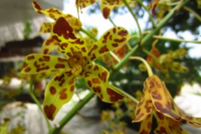 Orchid El Nido