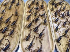 Scorpions for sale.